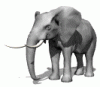 elephant-ear-266x234.gif