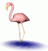 flamingo-250x264.gif